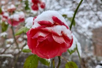 Eine rote Rose mit Schnee bedeckt